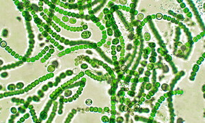 Chonkus: the cyanobacterium fighting climate change