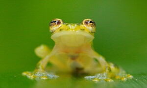 Glass frogs: saving this masterpiece of nature from extinction