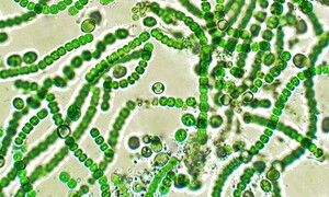 Chonkus: the cyanobacterium fighting climate change