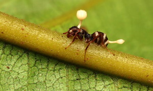 Cordyceps: il parassita zombie. The last of us, una previsione del futuro?