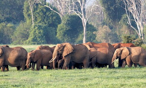 Altro che paura per i topi!