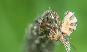 The zombie fly invasion