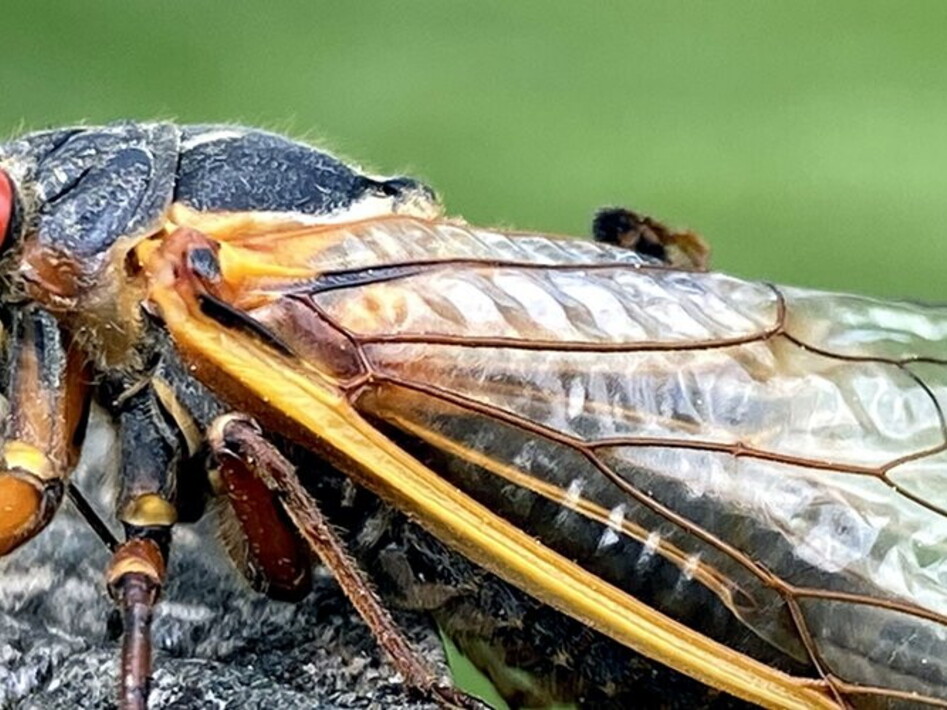 Musical cicadas