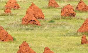 Animal architecture, both elegance and precision 