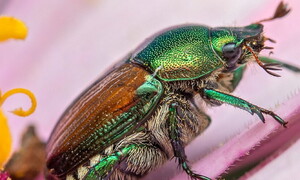 Japanese beetles and other alien species