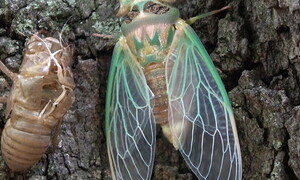 The year of the (American) cicada 