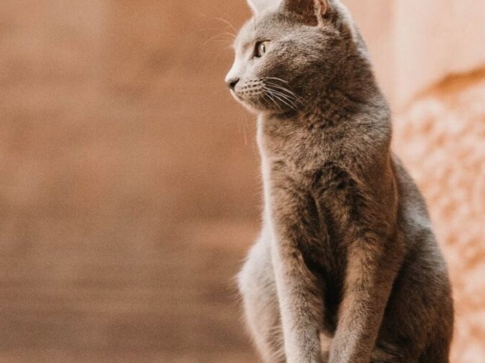 The story of the cat