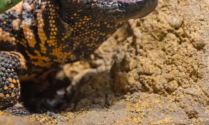 Saliva di lucertola vs. tumori, realtà o fantascienza