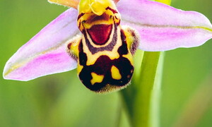 Chi c’è dietro quel fiore?