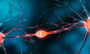 Scoperto un meccanismo di calcolo cerebrale mai visto prima
