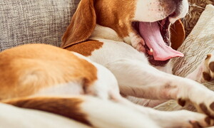 Perché lo sbadiglio è contagioso?