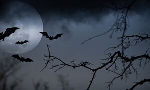 Pipistrelli, i signori delle tenebre