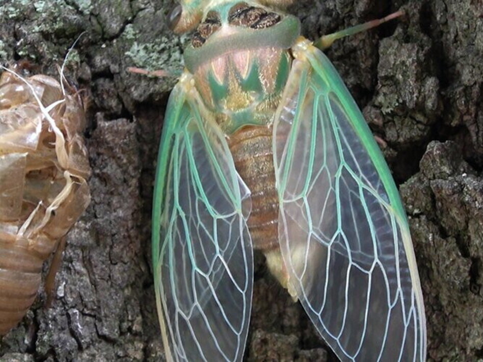 The year of the (American) cicada