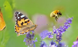 A buzz for biodiversity
