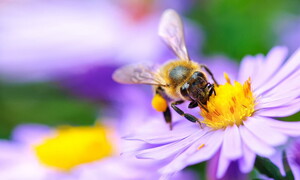 Pollination, a perfect alliance between plants and animals