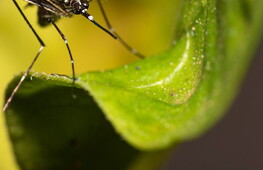 La dengue e il clima che cambia