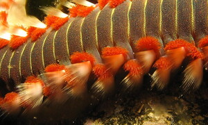 L’invasione dei vermocane!