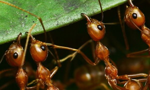 Morsi e punture ai metalli pesanti