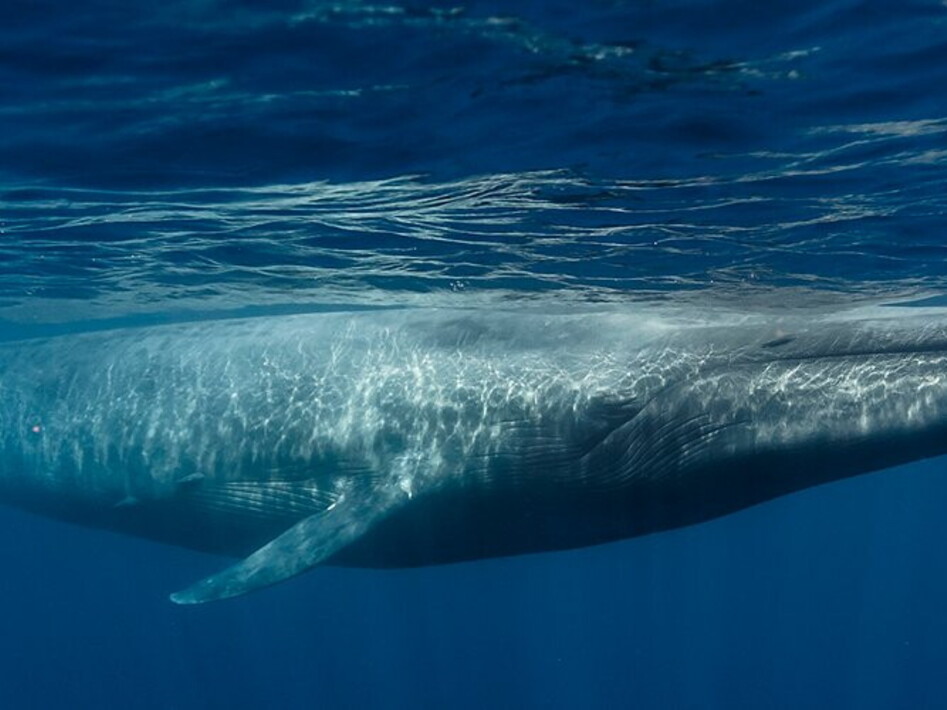 Un boccone di plastica per la balenottera azzurra