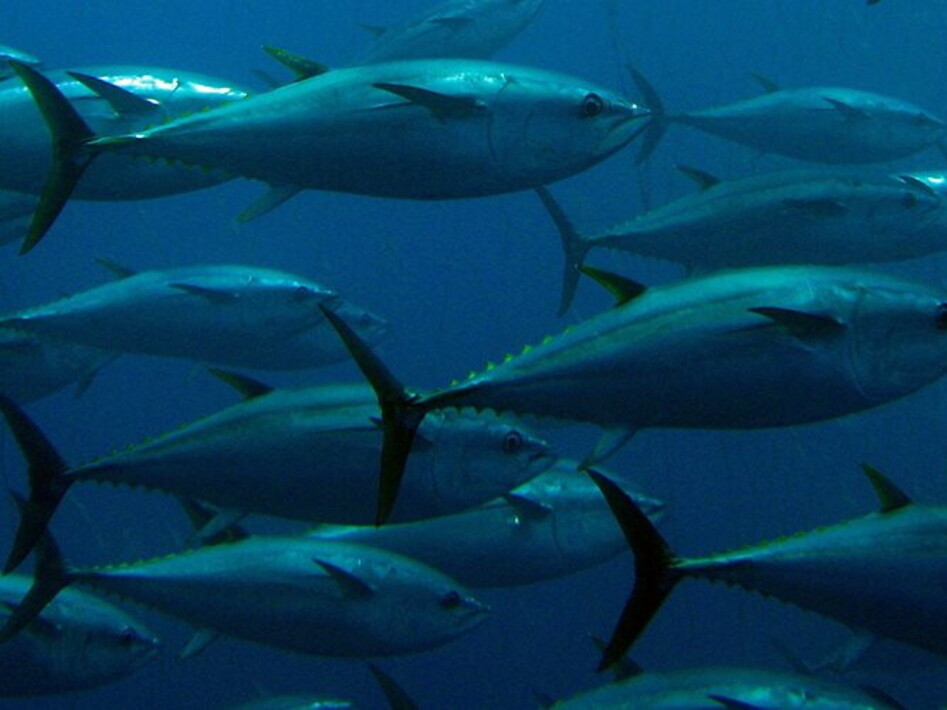 World Tuna Day