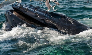 Whales against climate change