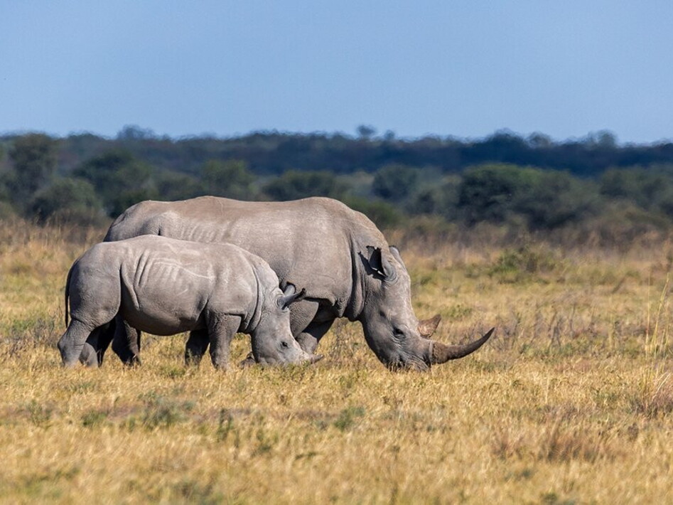 World Rhinoceros Day