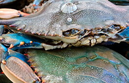 Pubblicato Rapporto IPBES sulle specie aliene invasive