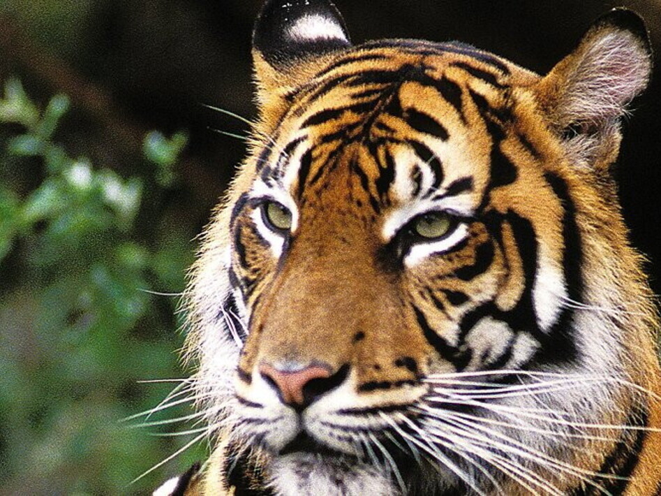 Giornata Mondiale della Tigre 2022