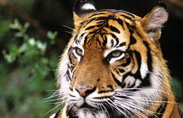 Giornata Mondiale della Tigre 2022