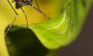 Dengue and climate change