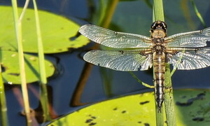 Libellule a rischio di estinzione e zone umide minacciate