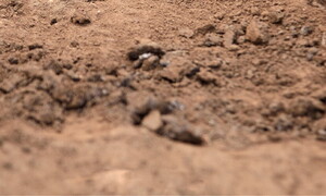 Finalmente un volto per Shanidar: la donna di Neanderthal