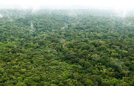 L'Amazzonia emette più CO2 di quanta ne assorba