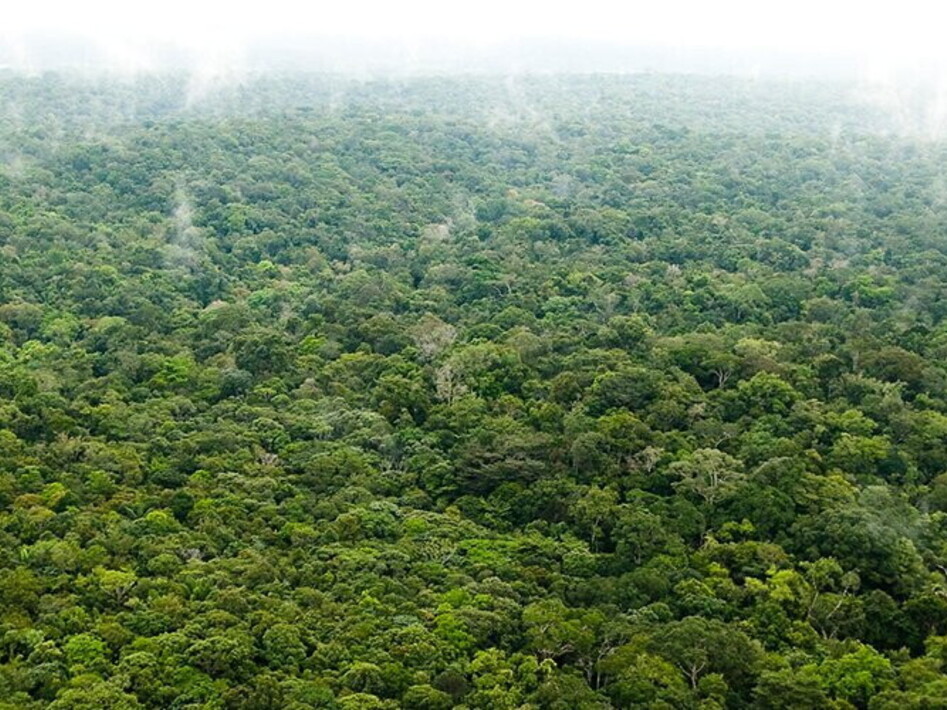 The Amazon rainforest emits more CO2 than it absorbs