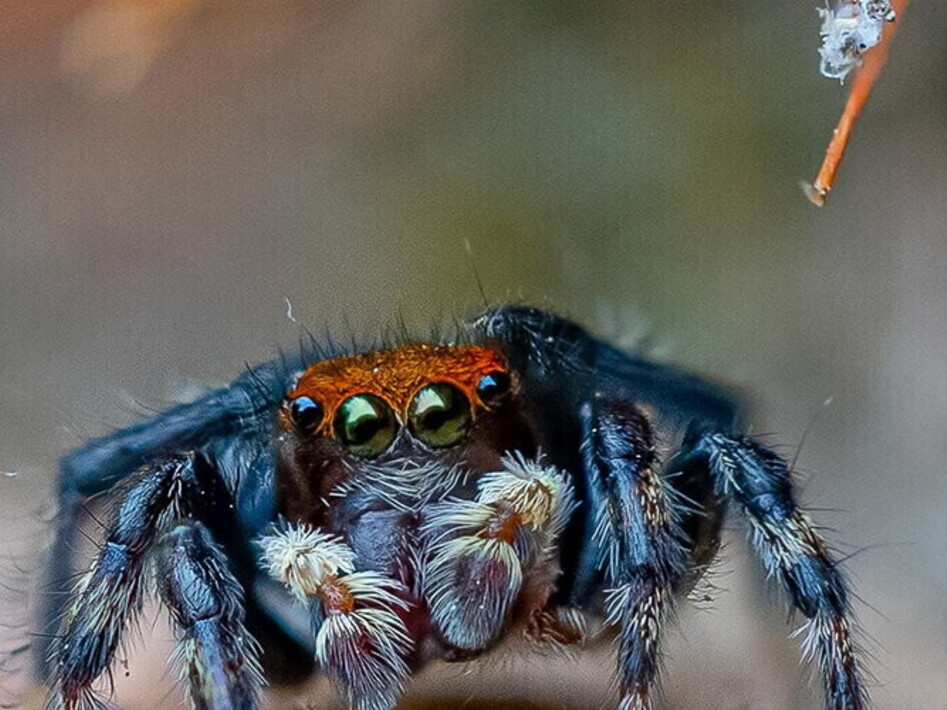 Three incredible spiders