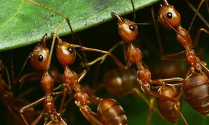 Heavy metal bites and stings