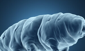Could tardigrades reveal the secret to eternal youth?