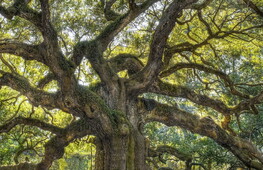 Alberi a rischio estinzione