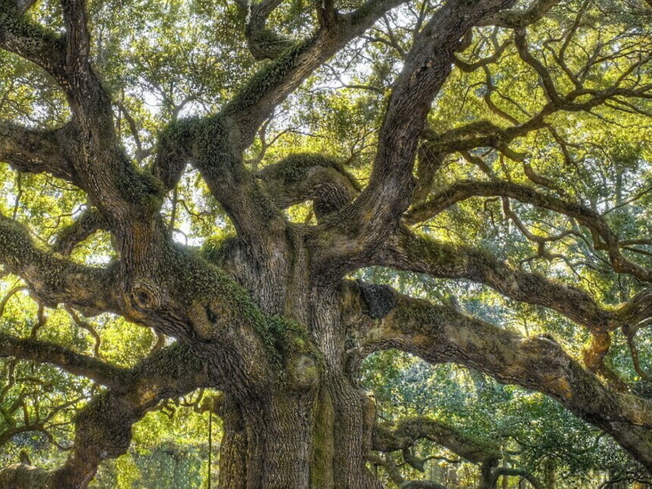 Alberi a rischio estinzione