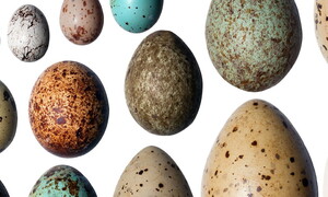 La tradizione dell’uovo di Pasqua e altre curiosità