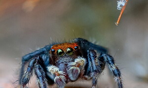 Tre ragni incredibili