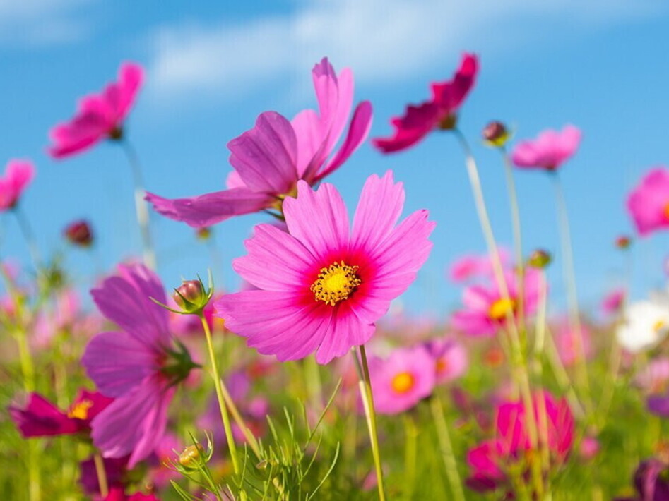 COP15 on biodiversity kicks off 