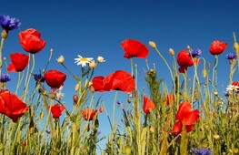 Tre incontri per la biodiversità