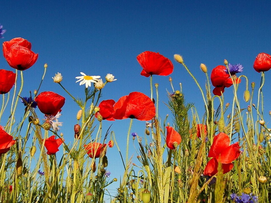 Tre incontri per la biodiversità