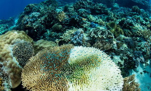 Facciamo impallidire anche il corallo!