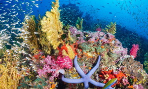 Giornata Mondiale della Biodiversità 2020