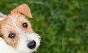 Cosa hai da guardarmi?