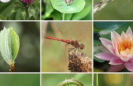 La chiave della sesta estinzione di massa è negli invertebrati