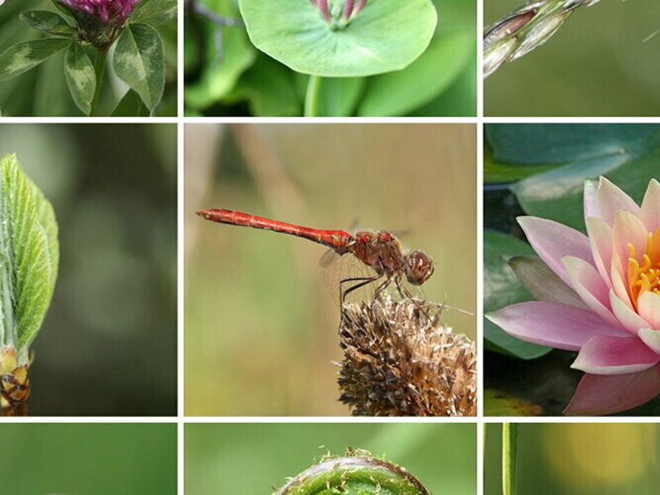 La chiave della sesta estinzione di massa è negli invertebrati