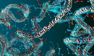 Has the protein of youth been discovered?